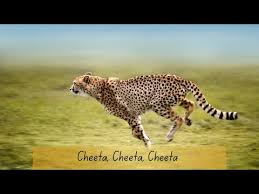 Afbeeldingsresultaat voor cheeta