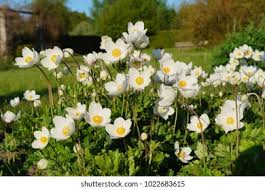 Attēlu rezultāti vaicājumam “Anemone sylvestris bud”