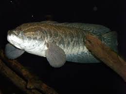 Image result for Channa argus