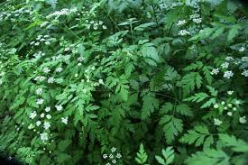 Attēlu rezultāti vaicājumam “Chaerophyllum aromaticum leaf”