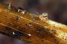 Attēlu rezultāti vaicājumam “Symphypleona”