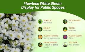 Attēlu rezultāti vaicājumam “Arenaria procera bud”