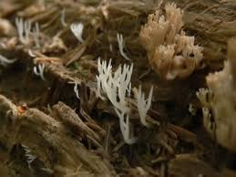 Attēlu rezultāti vaicājumam “Lentaria epichnoa”