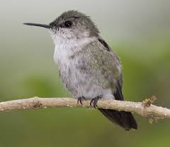 Image result for Sterna acuflavida