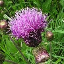 Attēlu rezultāti vaicājumam “Cirsium heterophyllum leaf”