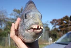 Image result for Archosargus probatocephalus