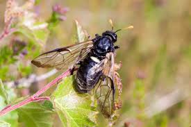 Attēlu rezultāti vaicājumam “Cimbex femoratus imago”