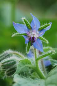 Attēlu rezultāti vaicājumam “Borago officinalis leaf”