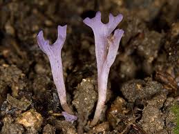 Attēlu rezultāti vaicājumam “Ramariopsis pulchella”