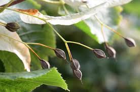 Attēlu rezultāti vaicājumam “Tilia x vulgaris”