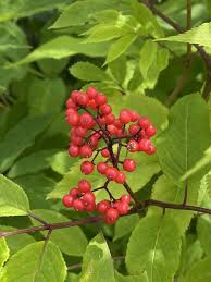 Attēlu rezultāti vaicājumam “Sambucus racemosa fruit”