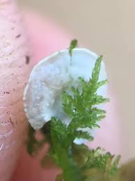 Attēlu rezultāti vaicājumam “Arrhenia spatulata”