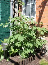 Image result for tränendes Herz