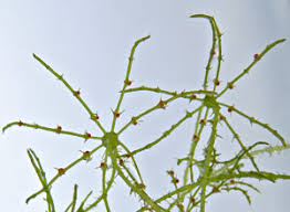 Attēlu rezultāti vaicājumam “Chara aspera male”