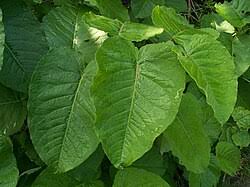 Attēlu rezultāti vaicājumam “Reynoutria sachalinensis fruit”