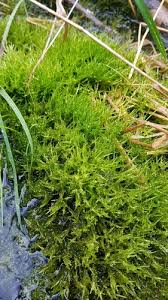 Attēlu rezultāti vaicājumam “Straminergon stramineum”