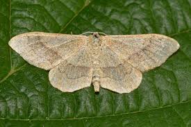 Attēlu rezultāti vaicājumam “Idaea aversata”