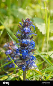 Attēlu rezultāti vaicājumam “Ajuga reptans flower”