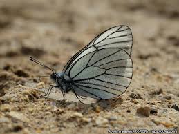 Attēlu rezultāti vaicājumam “Aporia crataegi upperside”