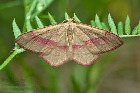 Attēlu rezultāti vaicājumam “Rhodostrophia vibicaria”