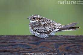 Image result for Chordeiles minor