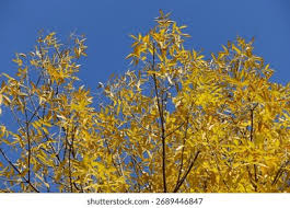 Attēlu rezultāti vaicājumam “Fraxinus pennsylvanica fruit”
