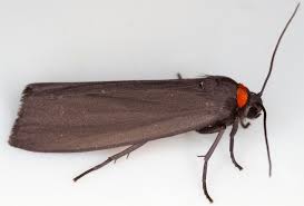 Attēlu rezultāti vaicājumam “Atolmis rubricollis”