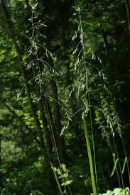 Attēlu rezultāti vaicājumam “Poa remota”