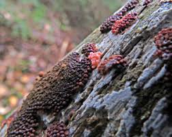Attēlu rezultāti vaicājumam “Heterotrichia ferruginea (syn. Arcyria ferruginea) spores”