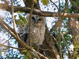 Attēlu rezultāti vaicājumam “Strix aluco juvenile”