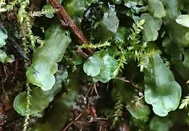 Attēlu rezultāti vaicājumam “Pellia”