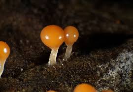 Attēlu rezultāti vaicājumam “Stemonitopsis typhina var. similis”