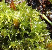 Attēlu rezultāti vaicājumam “Meesia triquetra”