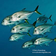 Image result for Caranx latus