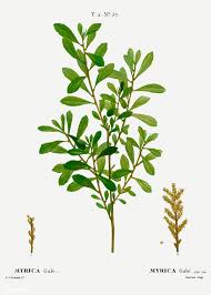 Attēlu rezultāti vaicājumam “Myrica gale leaf”