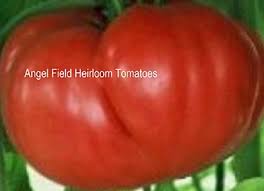 Afbeeldingsresultaat voor crnkovic yugoslavian tomato