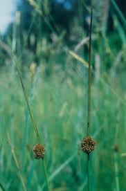 Attēlu rezultāti vaicājumam “Juncus conglomeratus fruit”