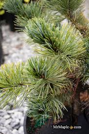 Attēlu rezultāti vaicājumam “Pinus pumila”