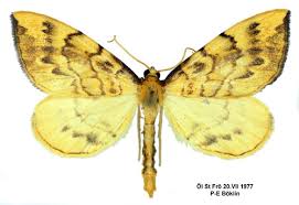 Attēlu rezultāti vaicājumam “Eulithis pyraliata”