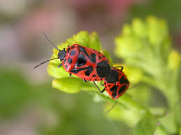 Attēlu rezultāti vaicājumam “Eurydema dominulus”