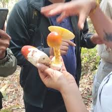 Attēlu rezultāti vaicājumam “Badhamia capsulifera var. arborea sessile”