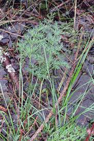 Attēlu rezultāti vaicājumam “Peucedanum palustre”