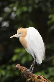 Attēlu rezultāti vaicājumam “Bubulcus ibis”