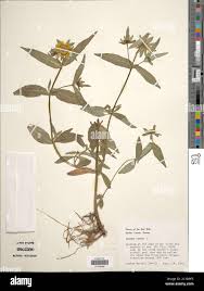 Attēlu rezultāti vaicājumam “Bidens cernua”