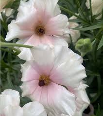 Attēlu rezultāti vaicājumam “Ranunculus elatior flower”