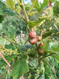 Attēlu rezultāti vaicājumam “gall”