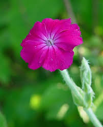 Image result for Lychnis coronaria