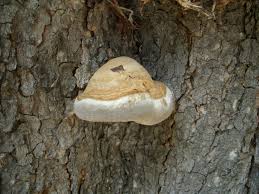 Attēlu rezultāti vaicājumam “Phellinus igniarius”