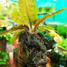 Attēlu rezultāti vaicājumam “Riccardia multifida”