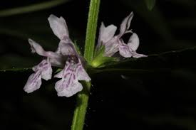 Attēlu rezultāti vaicājumam “Stachys palustris flower”